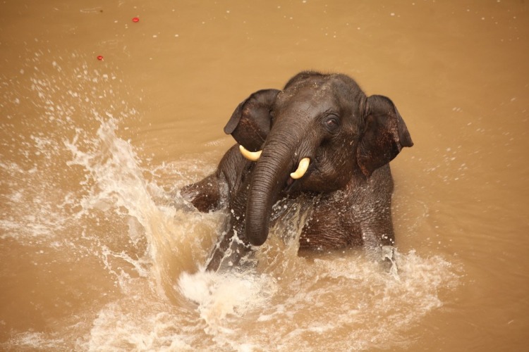 拯救濒危亚洲象行动